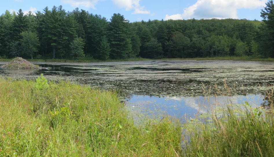 Wendell State Forest, Massachusetts, USA